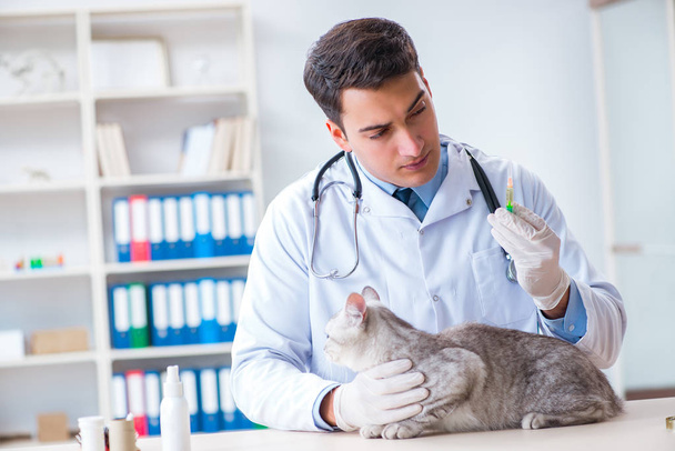 Вет вивчає хворого кота в лікарні
 - Фото, зображення