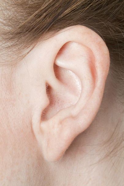 Zenske ucho - Fotografie, Obrázek