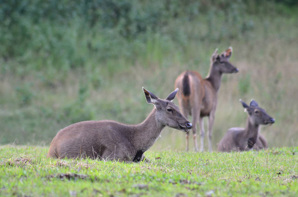Sambar Hirsche im Wald im Khao yai Nationalpark, Thailand - Foto, Bild