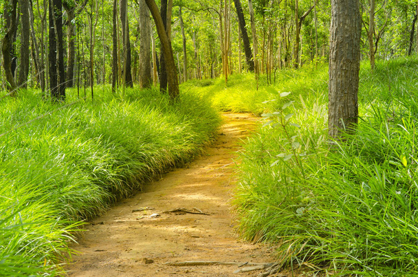 Сухий ліс Діптерокарп, Таїланд - Фото, зображення
