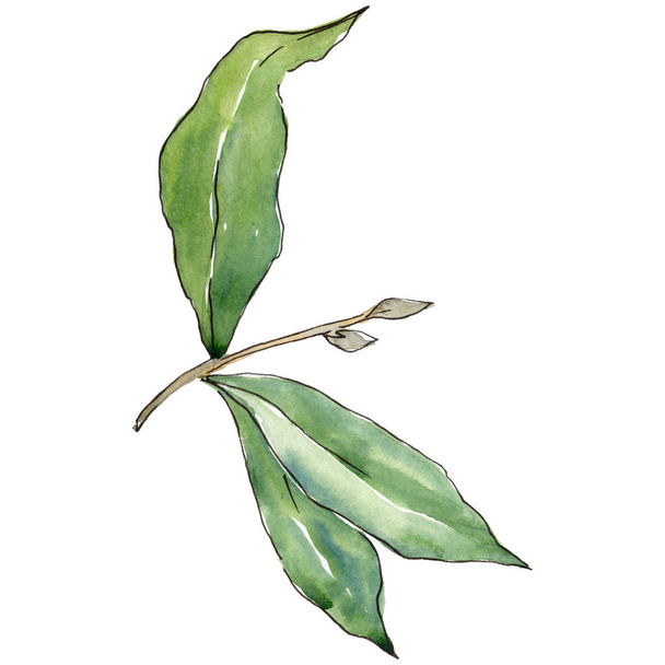 Elaeagnus leaves in a watercolor style isolated. Aquarelle leaf for background, texture, wrapper pattern, frame or border. - Valokuva, kuva
