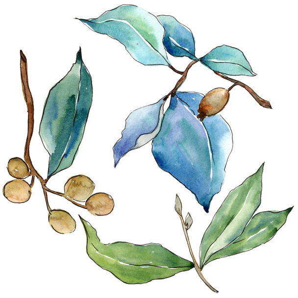 Elaeagnus листья в акварельном стиле изолированы. Лист акварели для фона, текстуры, обёртки, рамки или рамки
. - Фото, изображение