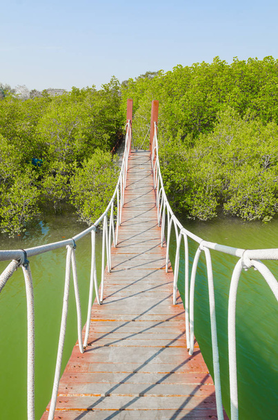 Pont suspendu dans la forêt de mangroves, site tropical
 - Photo, image
