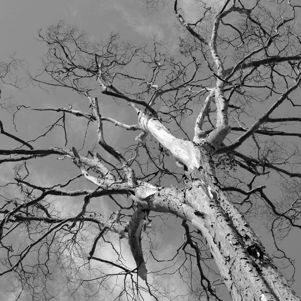 κλαδιά δέντρων σε ασπρόμαυρο τόνο - Φωτογραφία, εικόνα