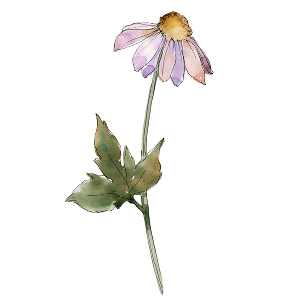 Purple daisy. Floral botanical flower. Wild spring leaf wildflower isolated. Aquarelle wildflower for background, texture, wrapper pattern, frame or border. - Fotoğraf, Görsel