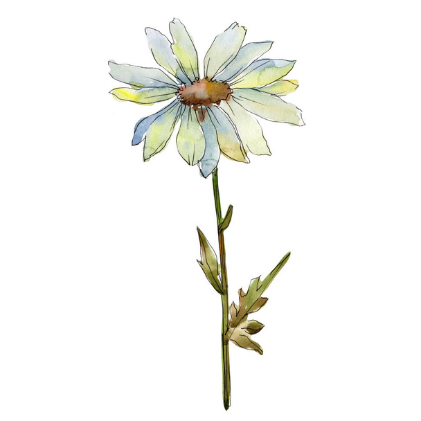 White daisy. Floral botanical flower. Wild spring leaf wildflower isolated. Aquarelle wildflower for background, texture, wrapper pattern, frame or border. - Foto, imagen