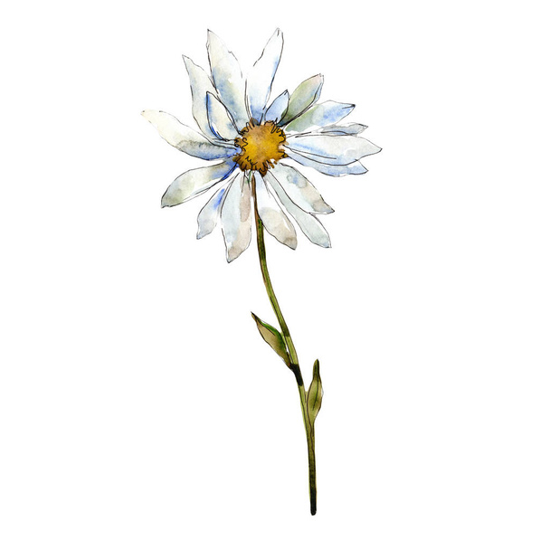 White daisy. Floral botanical flower. Wild spring leaf wildflower isolated. Aquarelle wildflower for background, texture, wrapper pattern, frame or border. - Фото, изображение