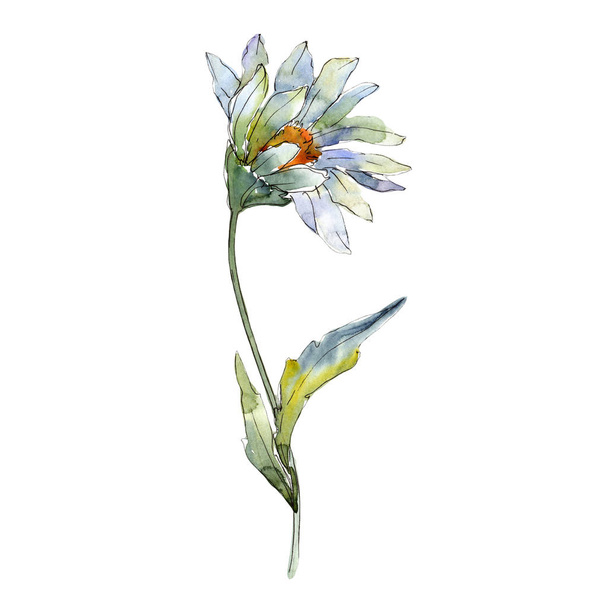White daisy. Floral botanical flower. Wild spring leaf wildflower isolated. Aquarelle wildflower for background, texture, wrapper pattern, frame or border. - Fotoğraf, Görsel