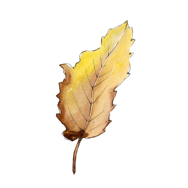 Sweet chestnut leaves in a watercolor style isolated. Aquarelle leaf for background, texture, wrapper pattern, frame or border. - 写真・画像