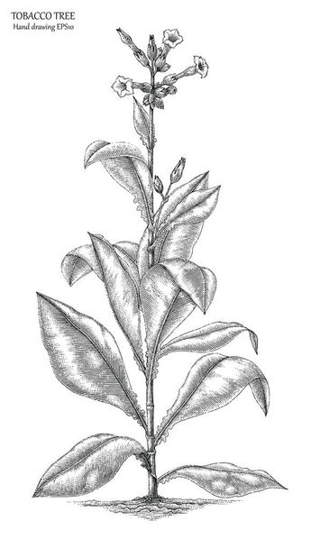 Tabac arbre dessin à la main style de gravure
 - Photo, image