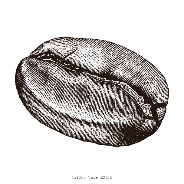 Coffee bean hand drawing engraving illustration - Photo, Image