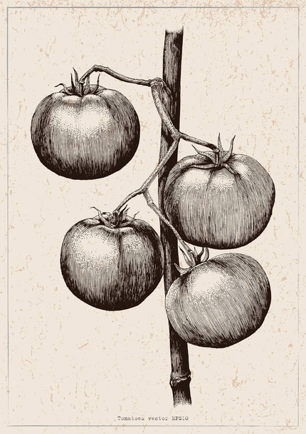 Tomates dessin à la main gravure illustration sur fond vintage
 - Photo, image