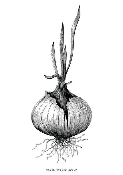 Botánico de cebolla dibujo a mano ilustración antigua
 - Foto, imagen