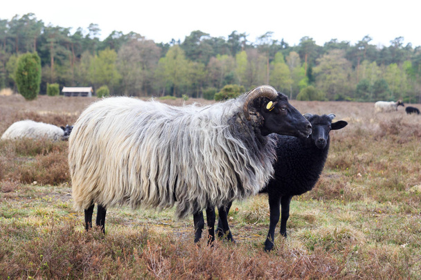 Moorland sheep Heidschnucke and young lamb in Luneburg Heath near Undeloh and Wilsede, Germany - Photo, Image