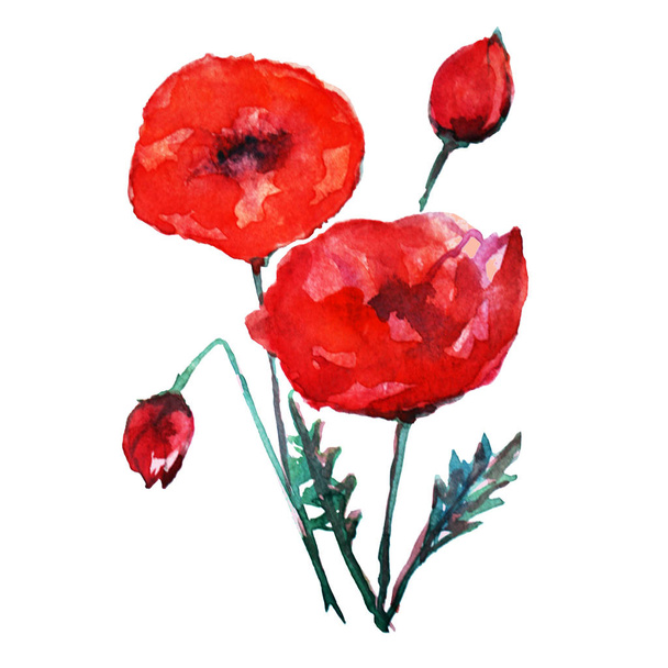 Decorative watercolor red poppy  flowers clipart, design elements. Can be used for cards, invitations, banners, posters, print design. Watercolor floral background - Photo, image