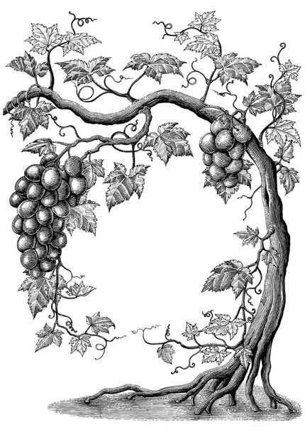 Árbol de uva dibujo a mano grabado vintage ilustración sobre fondo blanco
 - Foto, Imagen