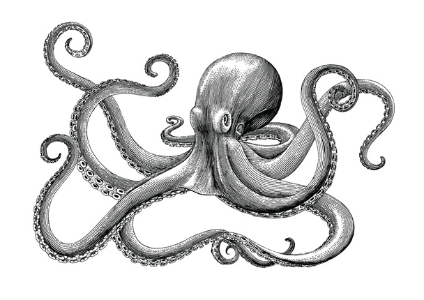 Octopus hand tekenen vintage gravure illustratie op witte achtergrondgeluid - Foto, afbeelding