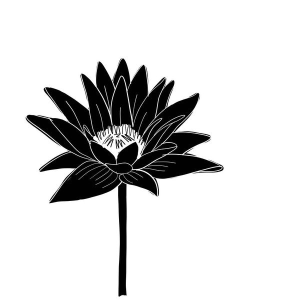 Lotus, lily water flower, sketch for your design - Vector, Image