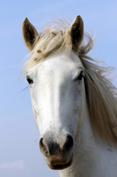 White Horses - Photo, Image