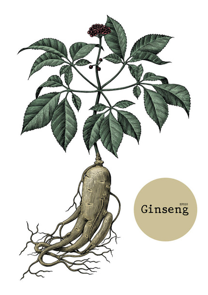 Ginseng χέρι σχεδίασης vintage χαρακτική εικονογράφηση - Φωτογραφία, εικόνα
