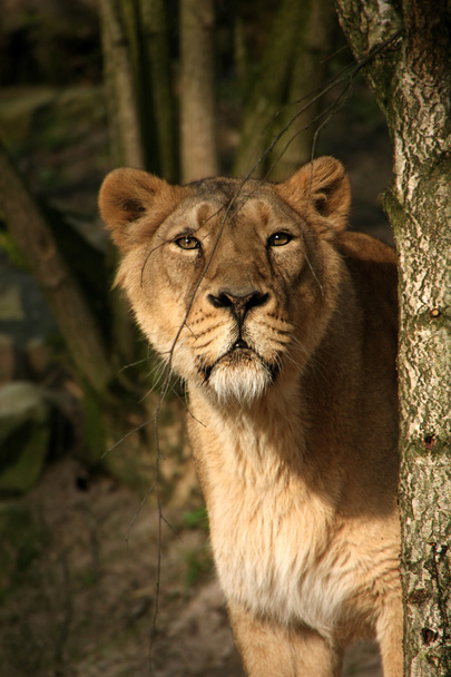 dişi aslan - Fotoğraf, Görsel