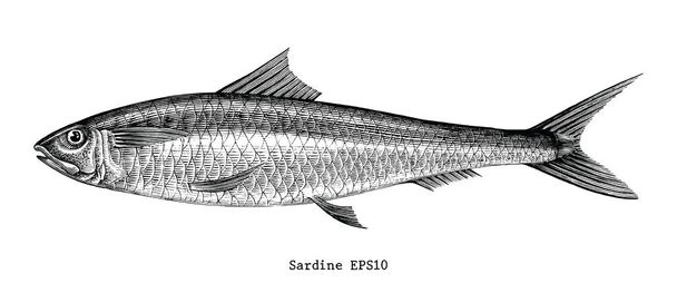 Peces sardinas dibujo a mano grabado vintage ilustración - Foto, Imagen
