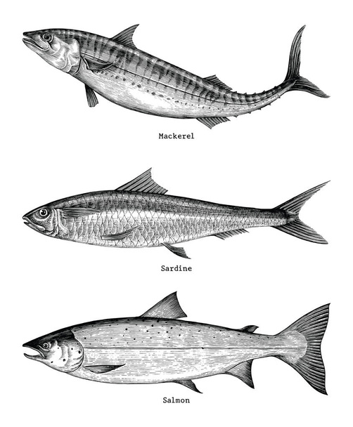 Makrelen, Sardinen, Lachsfische Handzeichnung Vintage Gravur Illustration - Foto, Bild