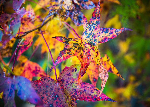 Gros plan de feuillage d'automne coloré
 - Photo, image