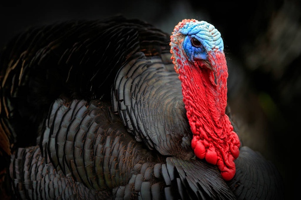 Portrait of Wild Turkey, Meleagris gallopavo, blue and red head. - Foto, afbeelding