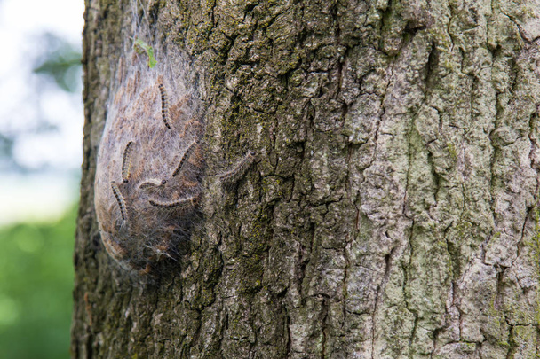 Procession caterpillar nest - Photo, Image