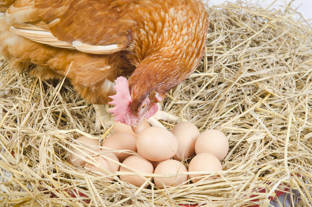 chicken with eggs in a nest close up  - Fotoğraf, Görsel
