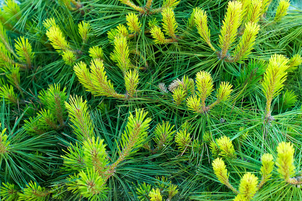 Foto naturale ramo sfondo verde abete rosso che cresce nel parco. Struttura di sfondo rami d'albero pelosi
 - Foto, immagini