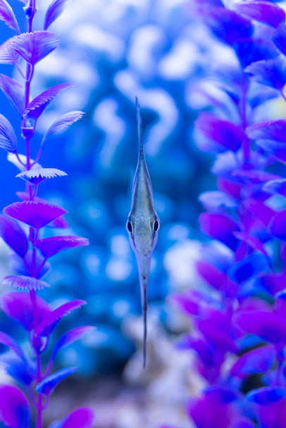 Рыбы-ангелы или Pterophyllum scalare аквариумные рыбы, вид спереди
. - Фото, изображение