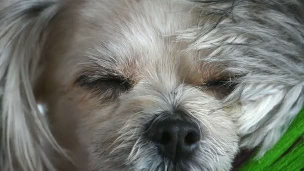 Çok şirin köpek doğurmak Shih-Tzu, Pomeranian ve fino köpeği tatlı uyku için karışık Sakin ol evcil köpek yatakta tatil seyahat ederken - Video, Çekim