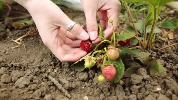 Bauer pflückt Erdbeere auf Erdbeerfarm, Frontansicht. - Filmmaterial, Video