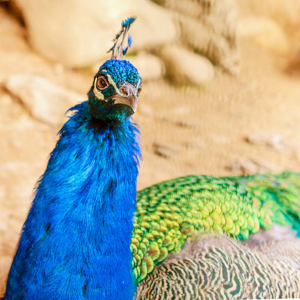 Blauwe pauw zit in een omheinde plaats en met belangstelling kijkt rond. Instagram-formaat. Close-up. - Foto, afbeelding
