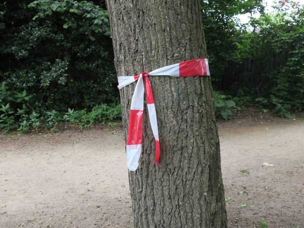 un albero con un fiocco rosso e bianco su un sentiero in un parco
                                - Foto, immagini