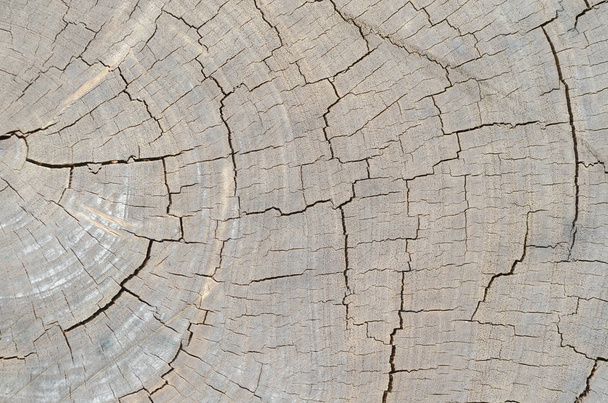 wood texture. Abstract background - Photo, Image