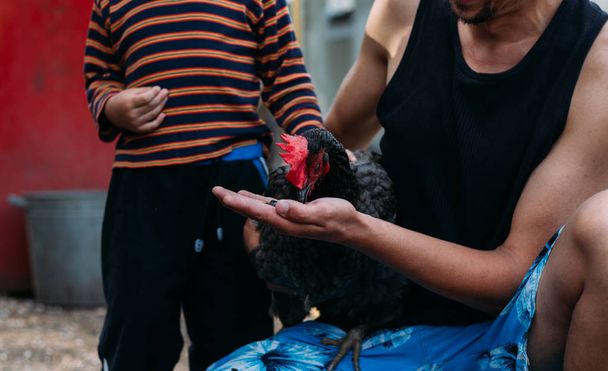 Κότα σίτιση. αγόρι και ο άνθρωπος τρέφονται από τα χέρια ένα μαύρο κοτόπουλο με μια κόκκινη χτένα. Γεωργία - Φωτογραφία, εικόνα