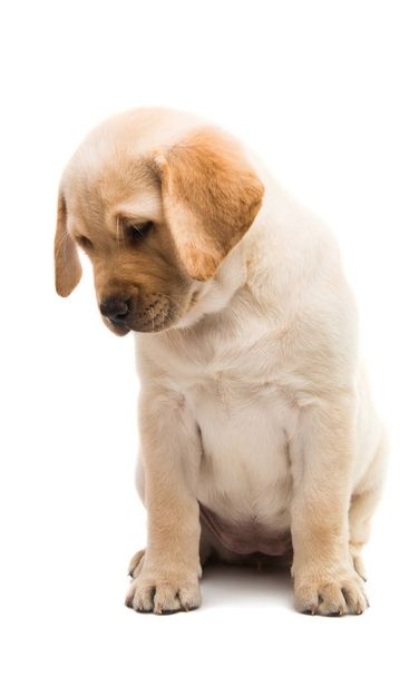 puppy labrador isolated on white background - Photo, Image