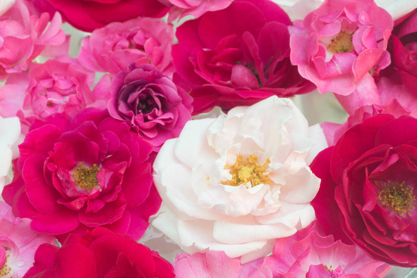 white, pink, red rose flowers in water closeup - Foto, Imagem