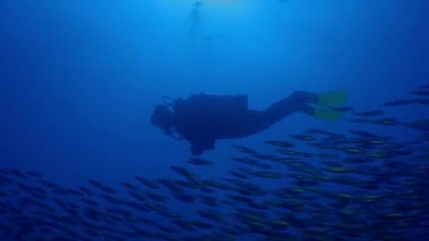 Diver nuota con una grande scuola di grugniti di tomati di pesce, Haemulon aurolineatus, Carolina del Nord, agosto 2016
 - Filmati, video