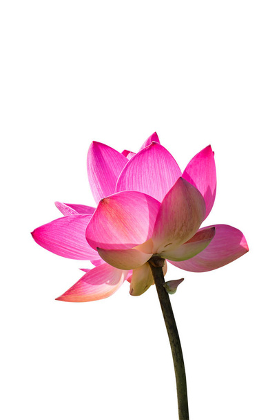 Lähikuva vaaleanpunainen lootus kukka (Nelumbo nucifera) eristää valkoisella taustalla leikkausreitillä
. - Valokuva, kuva