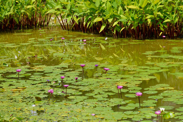 kukkivat Vesi liljat vihreä lampi, Singapore
 - Valokuva, kuva