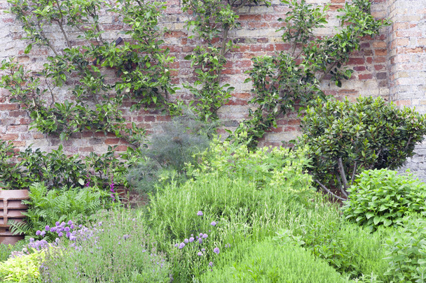 Nyári herb kert organikusan termesztett rozmaring, zsálya, újhagyma, menta, babérlevél, téglafal, az almafa mellett . - Fotó, kép