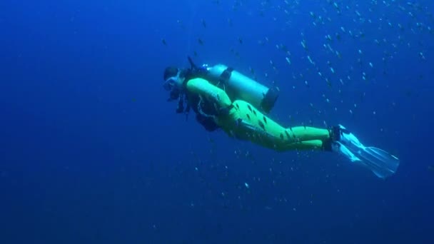 Diver swims with a large school of fish tomates grunts, Haemulon aurolineatus, North Carolina, Aug. 2016 - Footage, Video