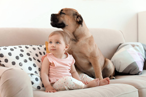 Cute little child with dog on couch at home - Φωτογραφία, εικόνα