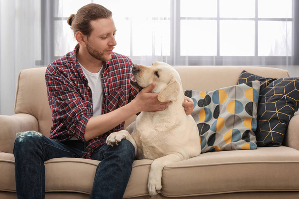 Adorable yellow labrador retriever with owner on couch indoors - Foto, imagen