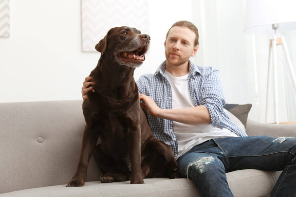 Śliczny brązowy labrador pies myśliwski z właściciela na kanapie w pomieszczeniu - Zdjęcie, obraz