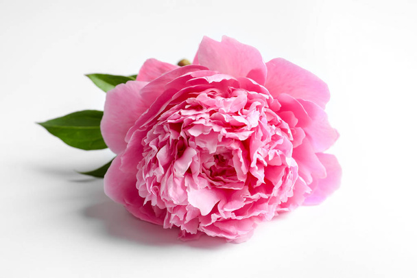 Beautiful fragrant peony flower on white  background - Foto, Imagen